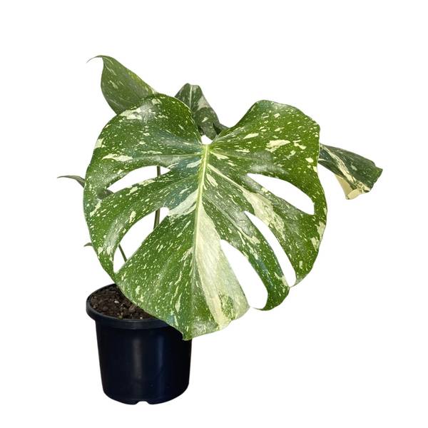 Monstera deliciosa variegata Thai Constellation, photo 3