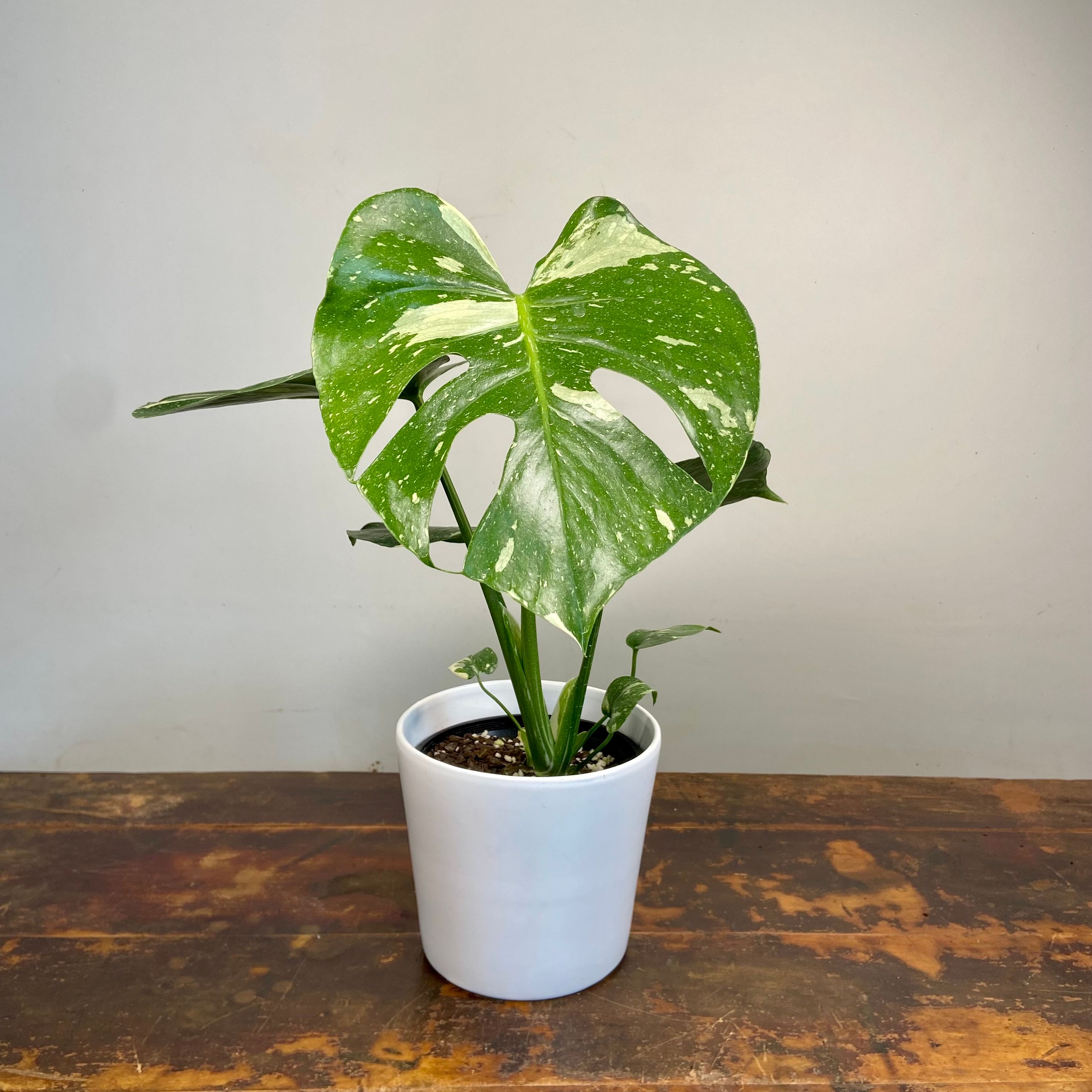 Monstera deliciosa variegata Thai Constellation, photo 4