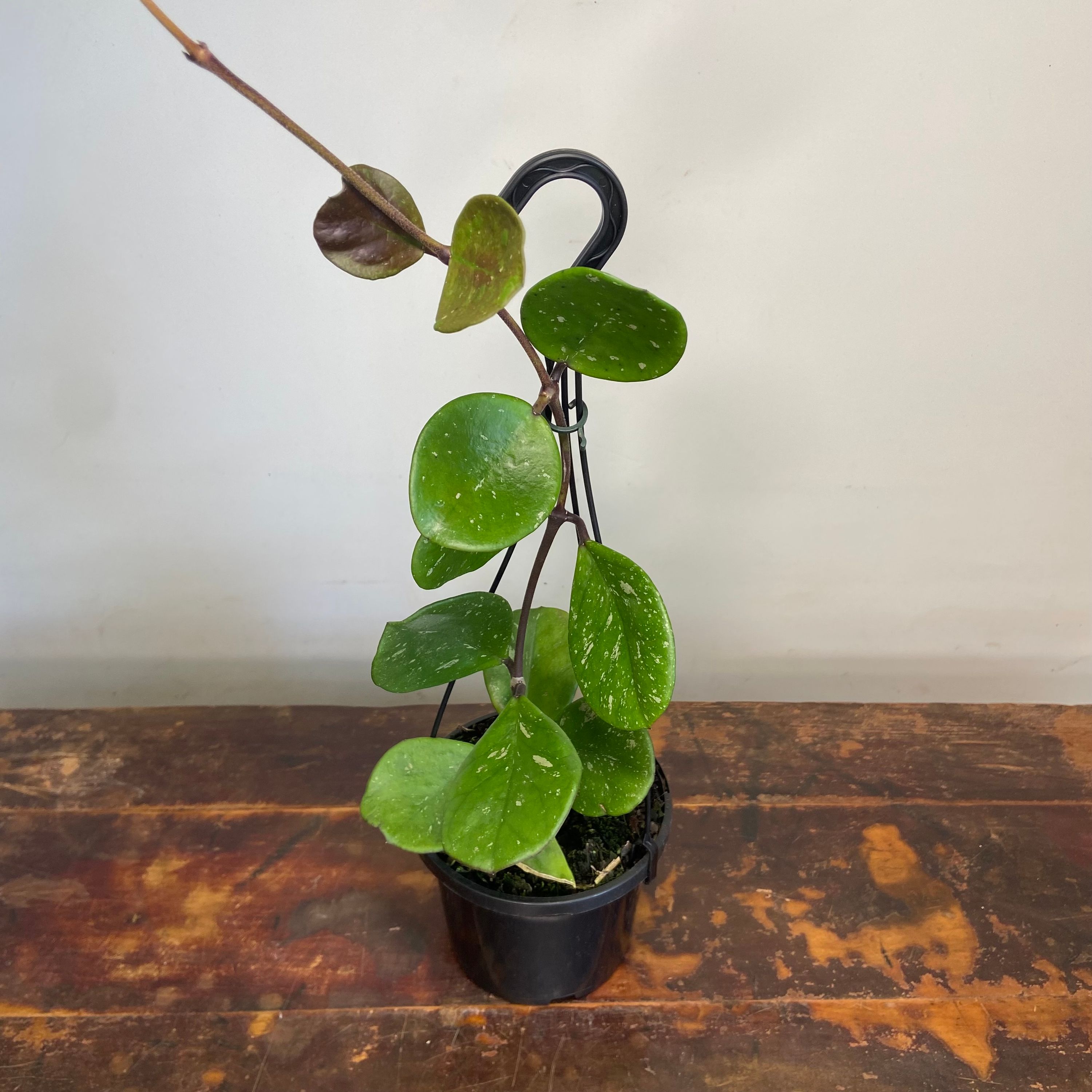 Hoya obovata Chimera grown at the nursery