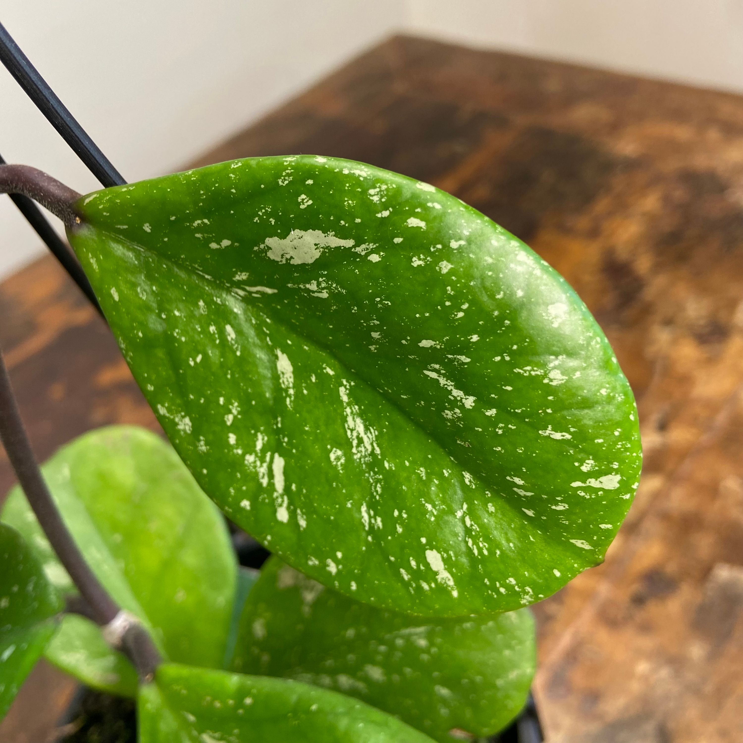 Hoya obovata Chimera, photo 2