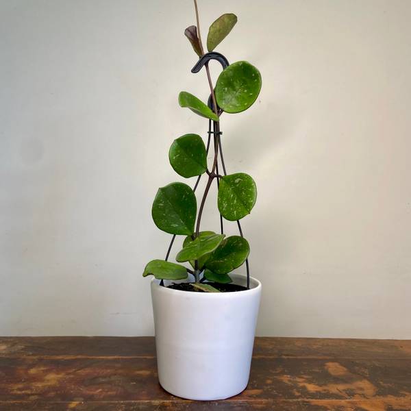 Hoya obovata Chimera, photo 4