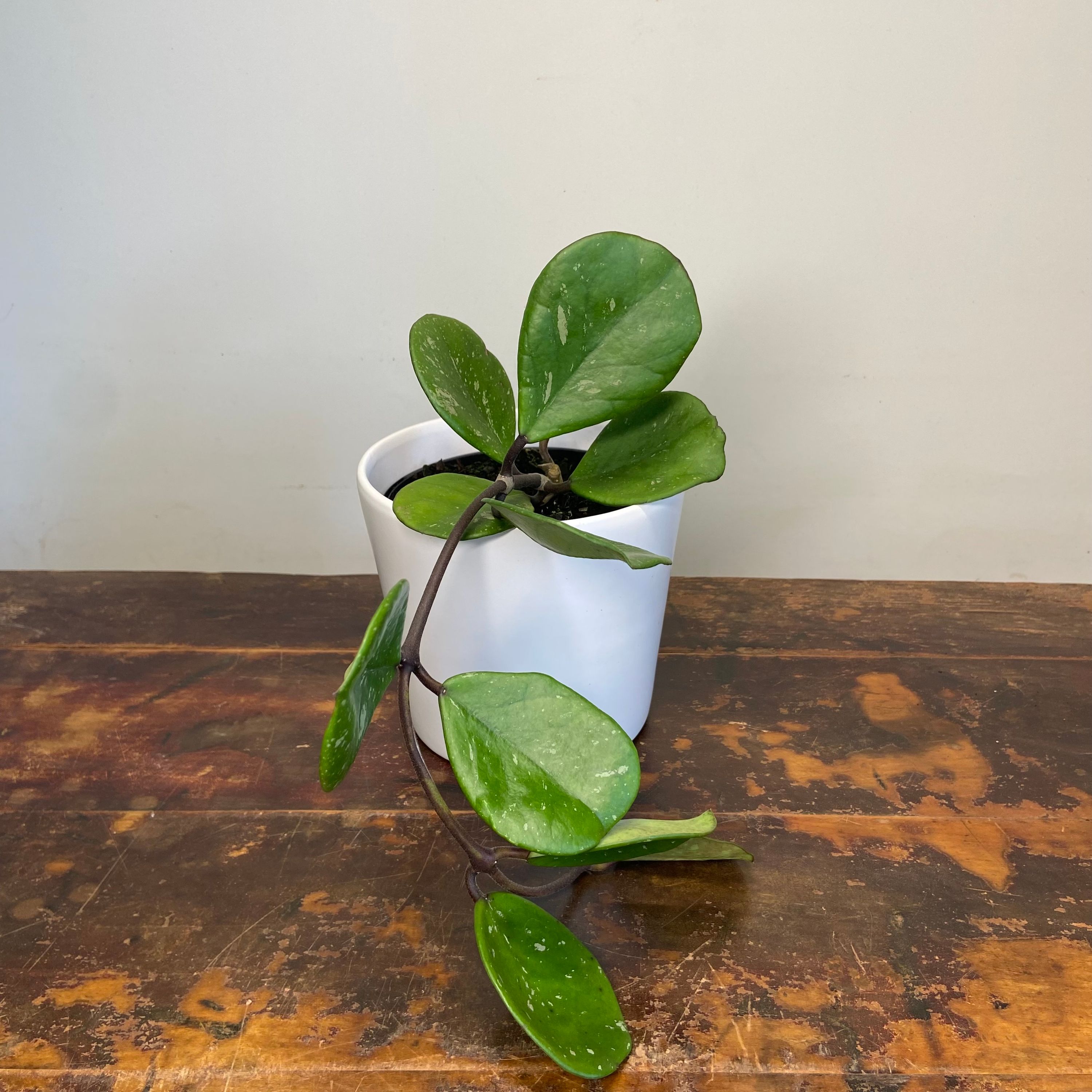 Hoya obovata Chimera, photo 5