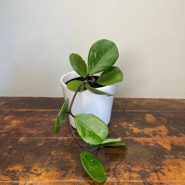 Hoya obovata Chimera, photo 5