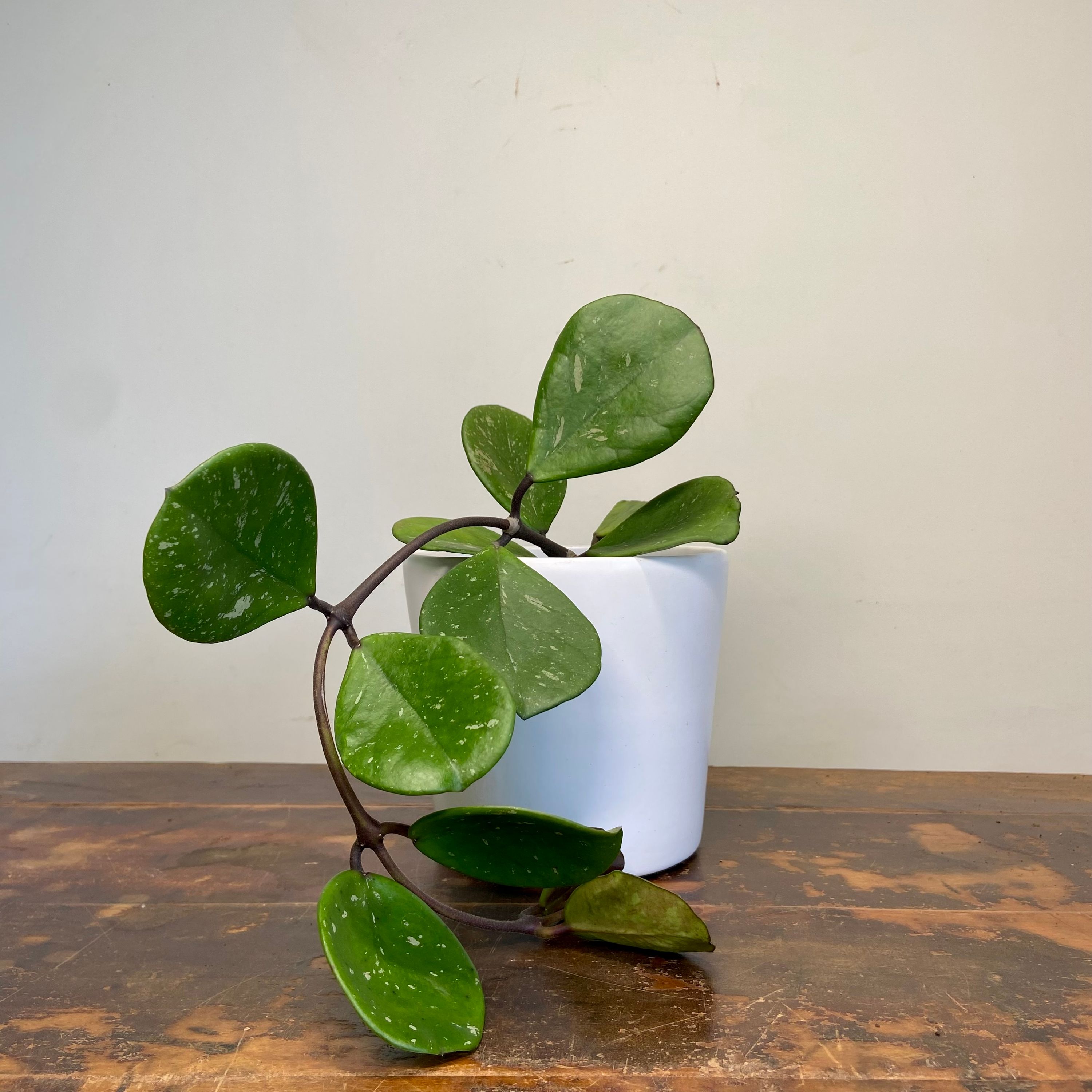 Hoya obovata Chimera, photo 6