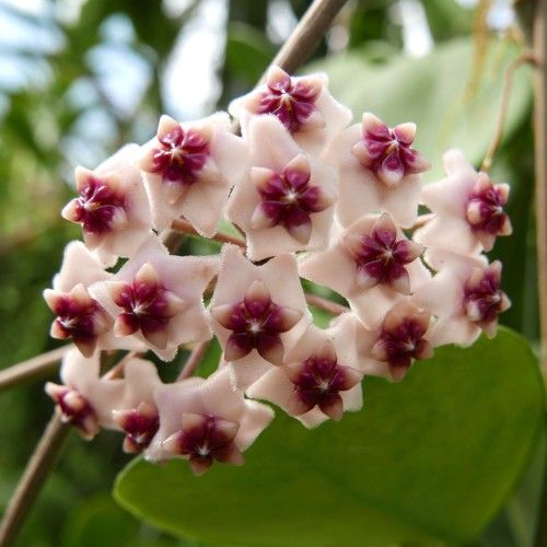 Hoya obovata Chimera, photo 8