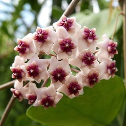 Hoya obovata Chimera, photo 3