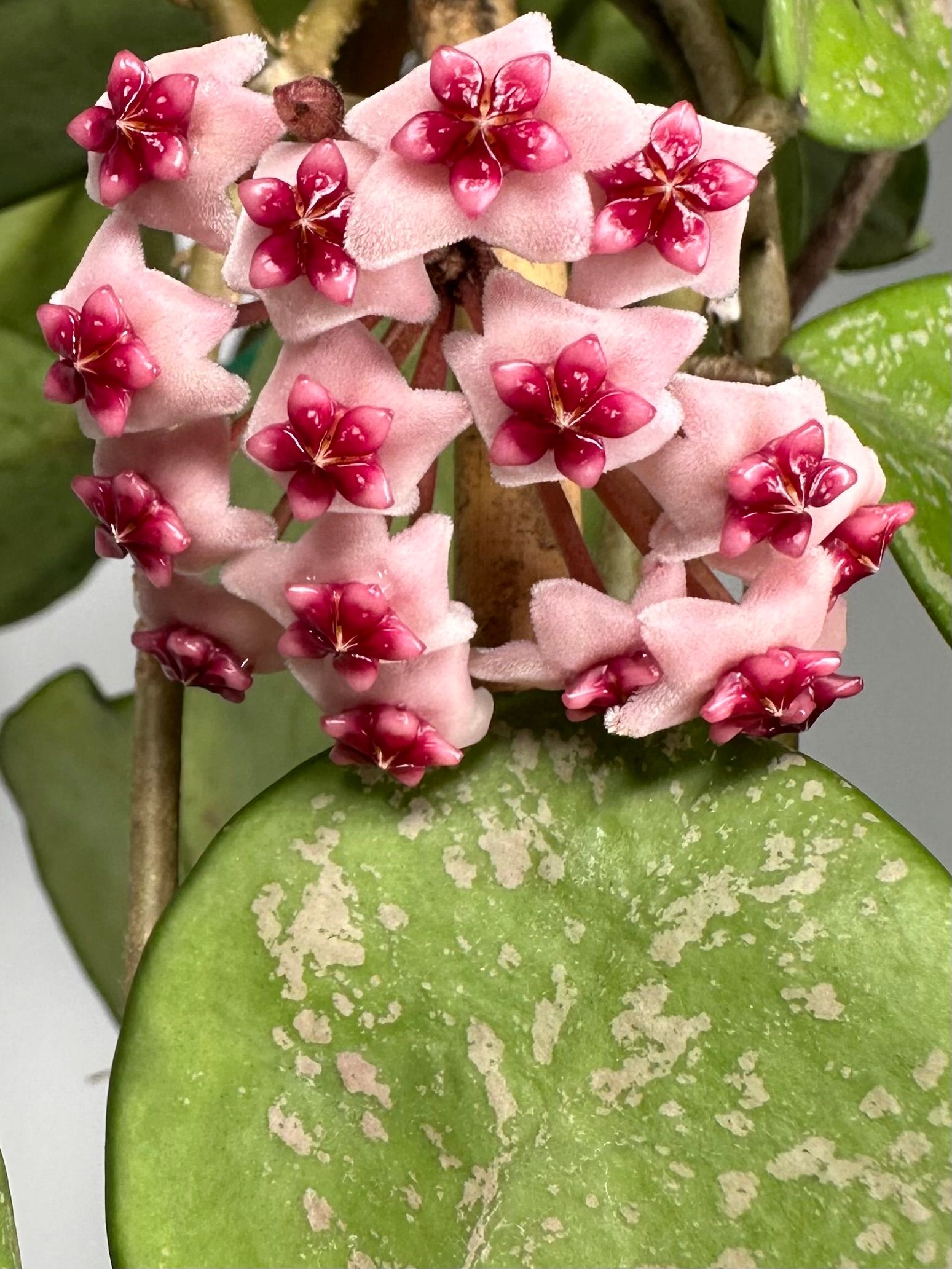 Hoya obovata Chimera, photo 5