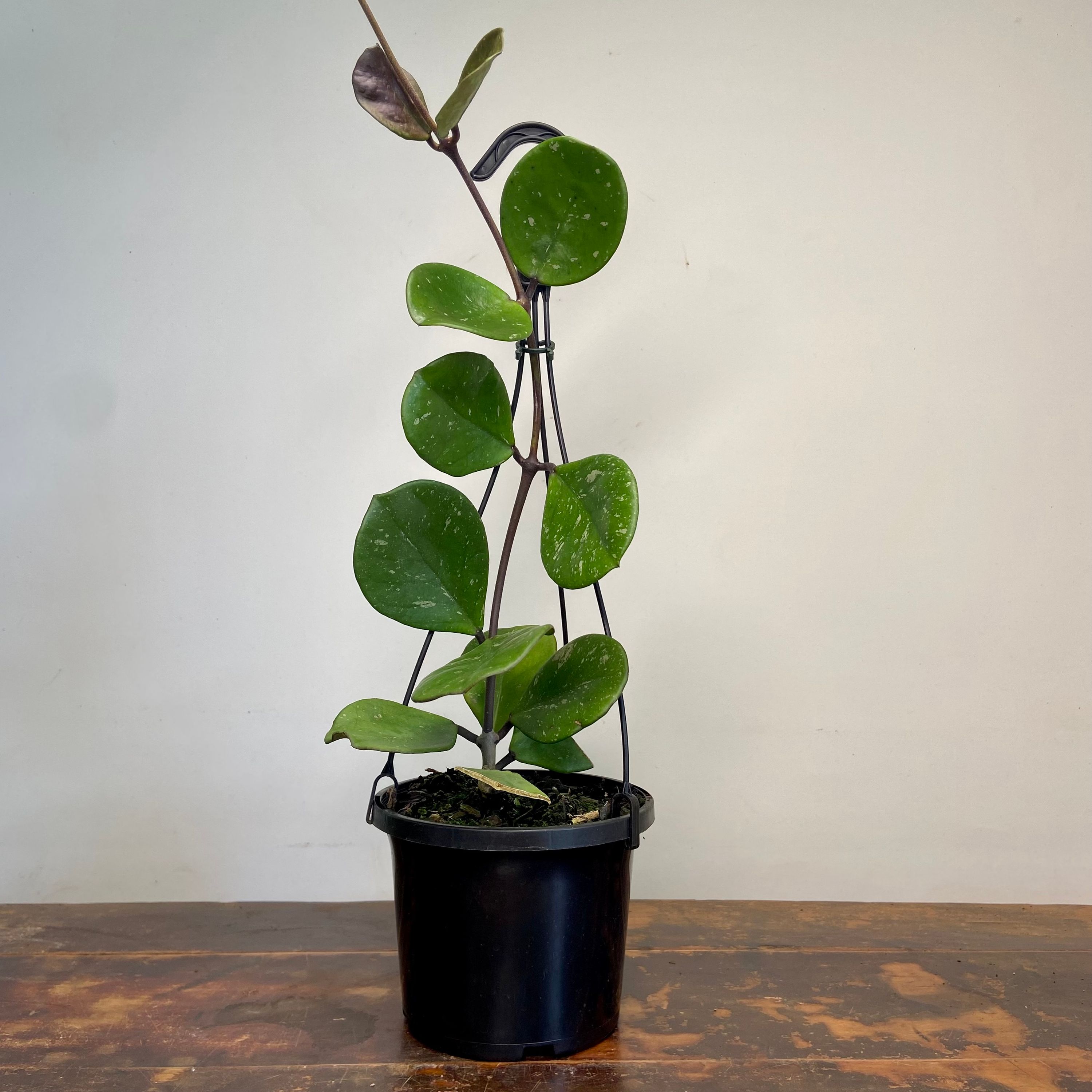 Hoya obovata Chimera, photo 8