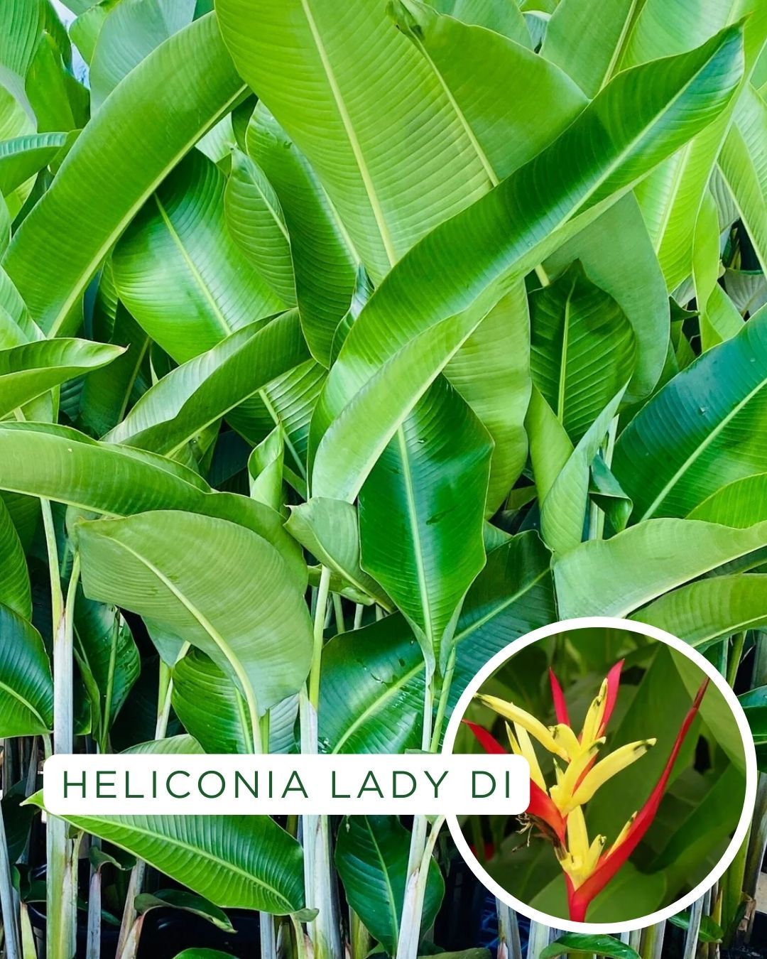 Heliconia psittacorum Lady Di grown at the nursery