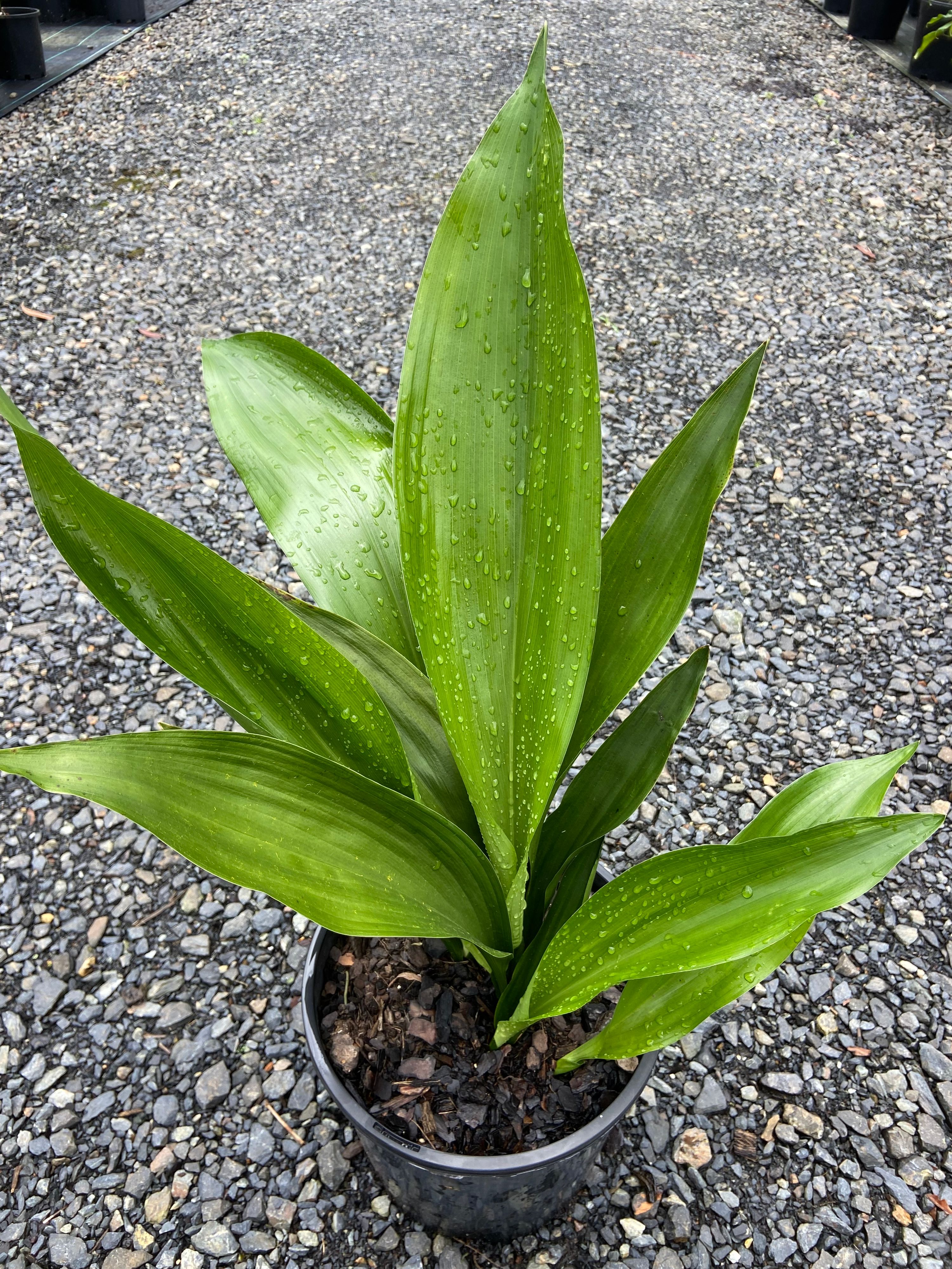 Aspidistra elatior, photo 2
