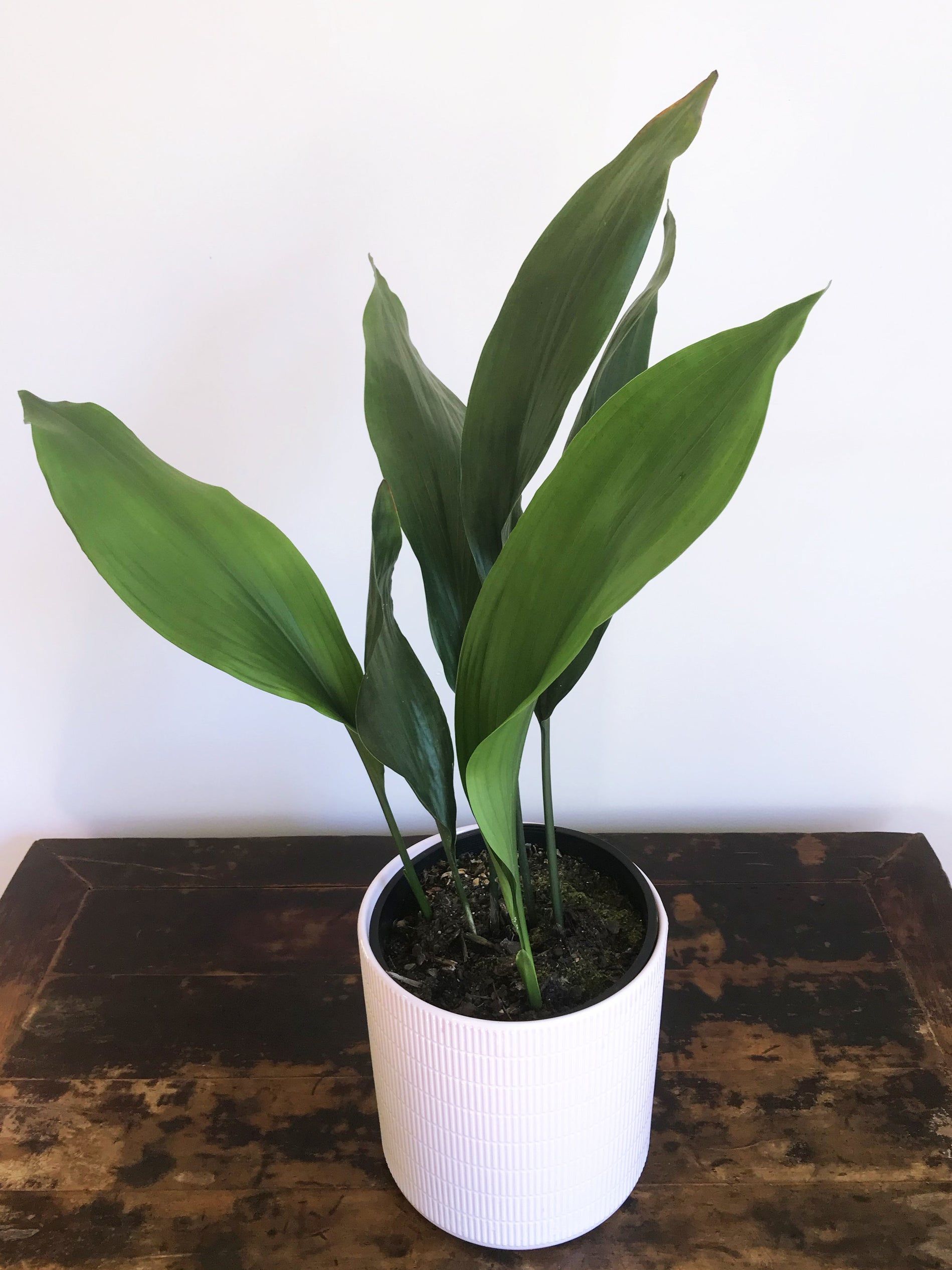 Aspidistra elatior grown at the nursery