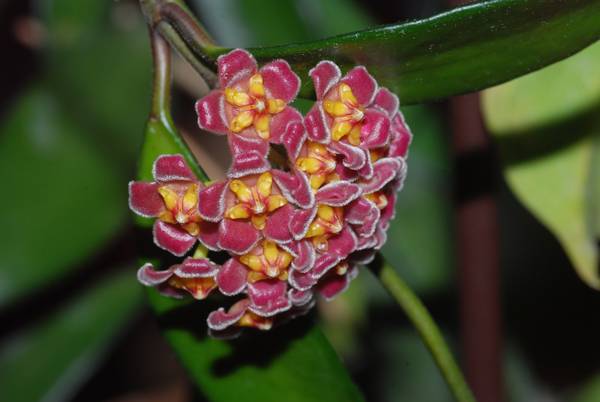 Hoya davidcummingii, photo 4