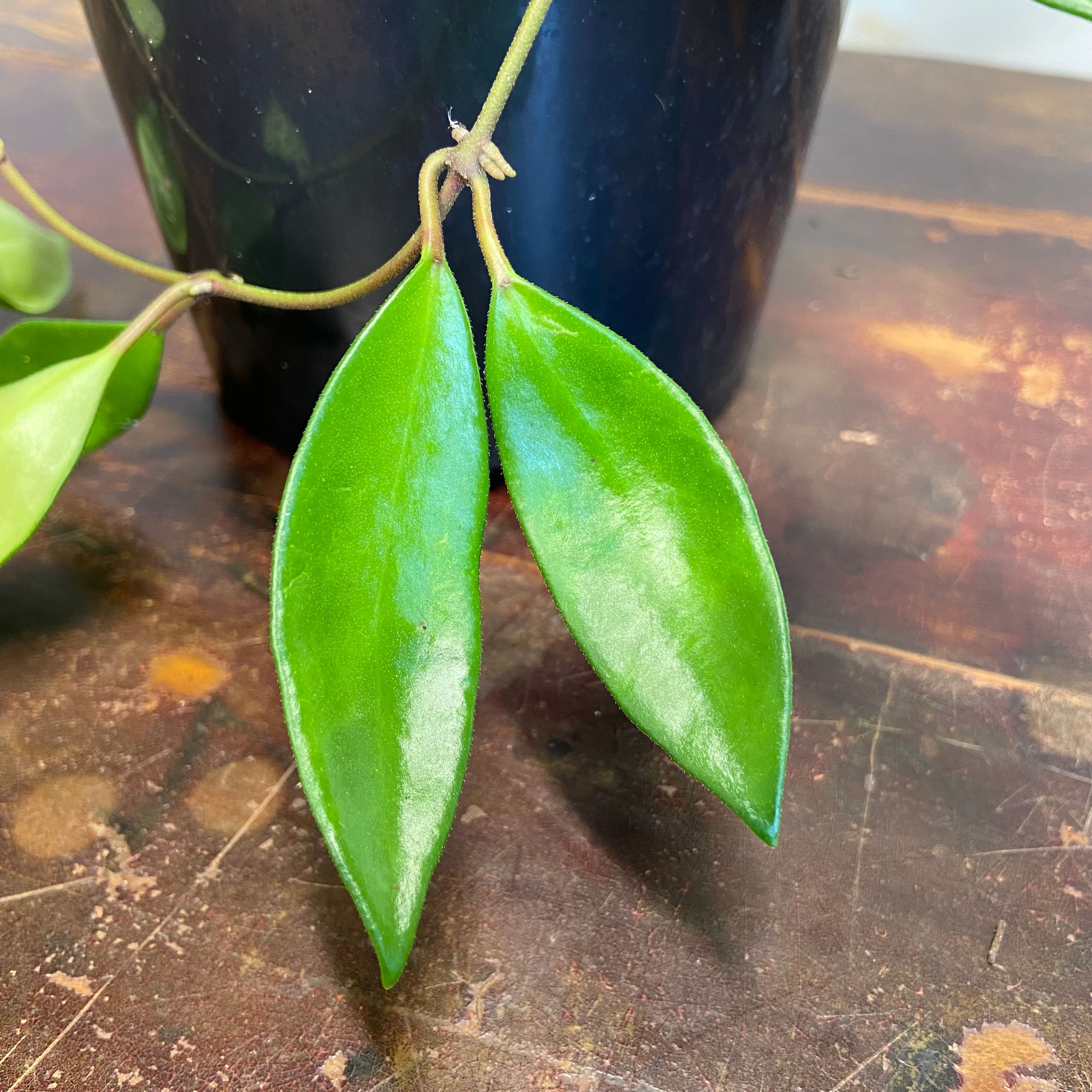 Hoya davidcummingii, photo 6
