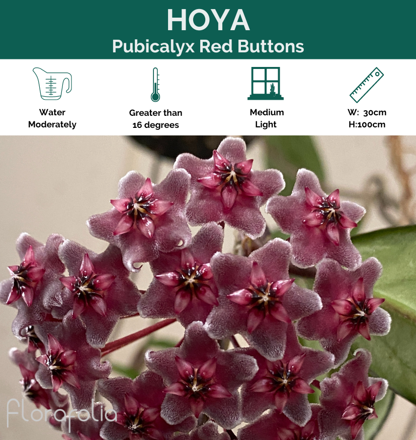 Hoya pubicalyx Red Buttons grown at the nursery
