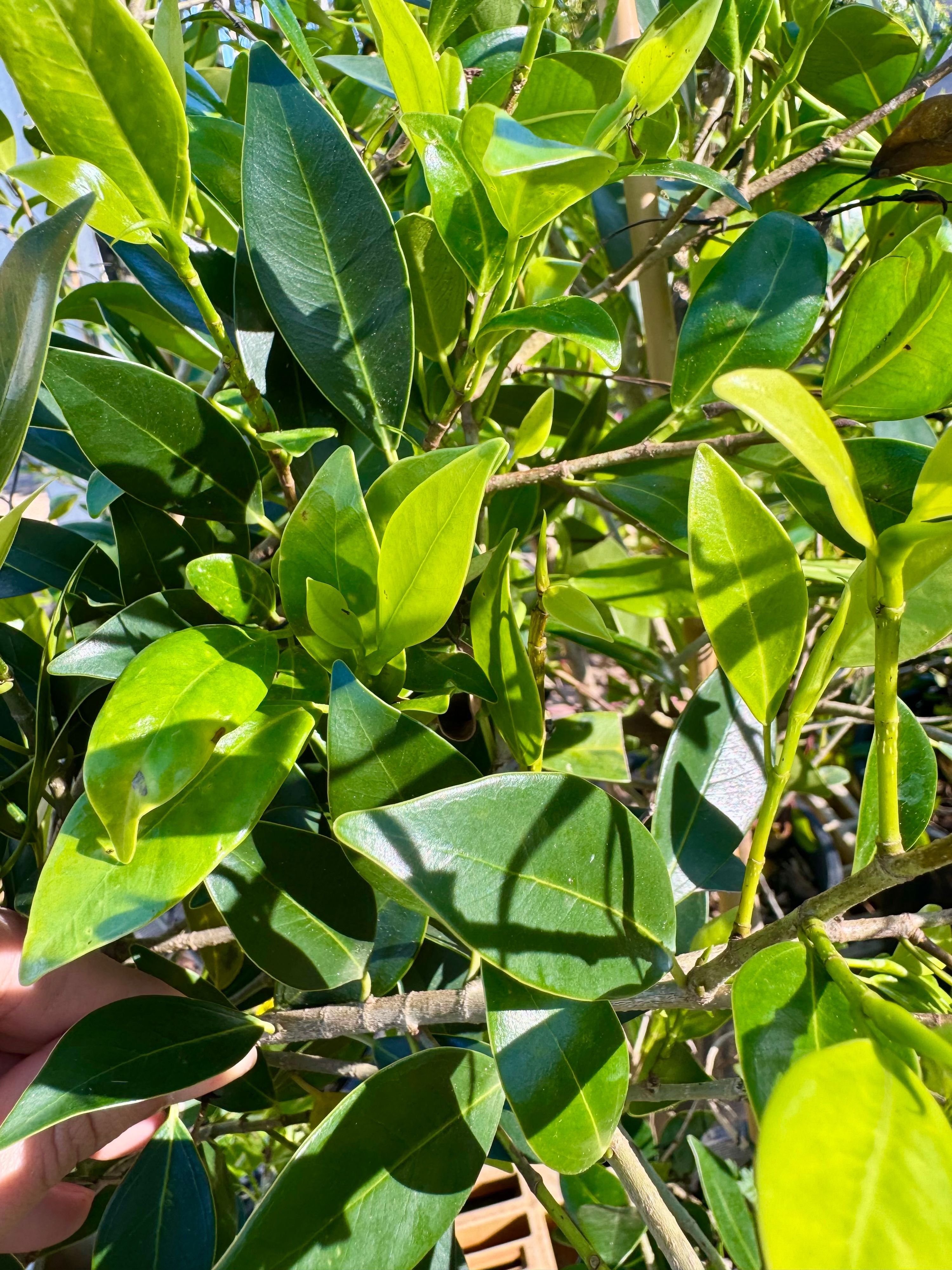 Ficus microcarpa Corinthian PBR grown at the nursery