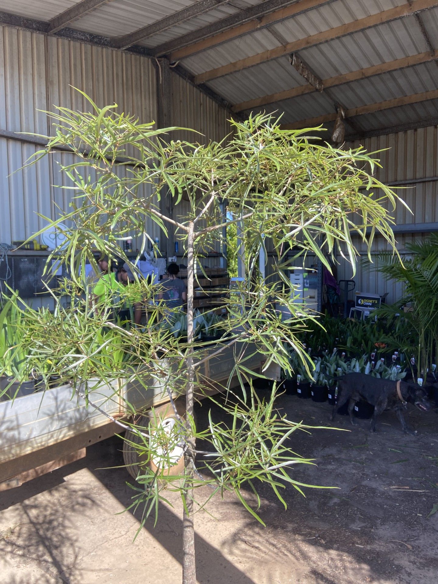 Brachychiton rupestris, photo 2