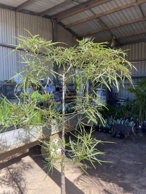 Brachychiton rupestris, photo 2