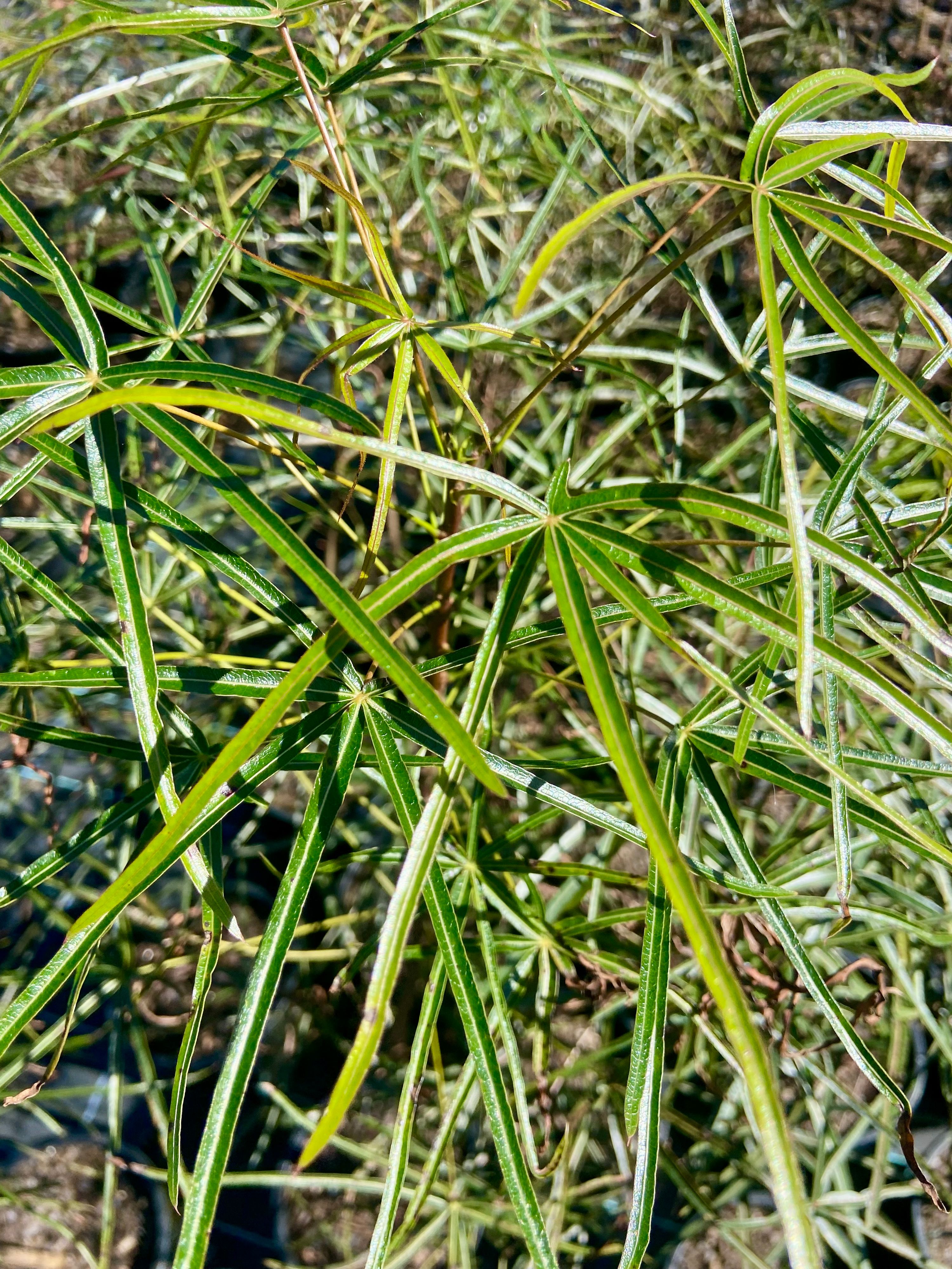Brachychiton rupestris, photo 3