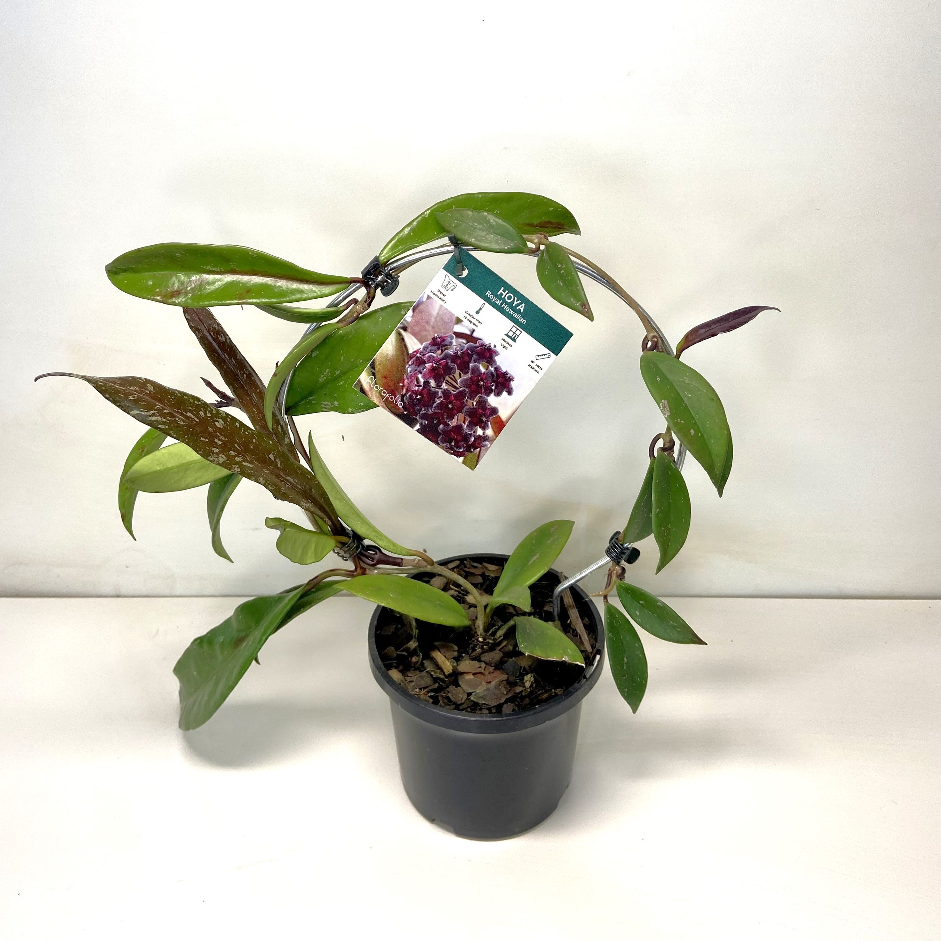 Hoya Royal Hawaiian Purple Frame, photo 2