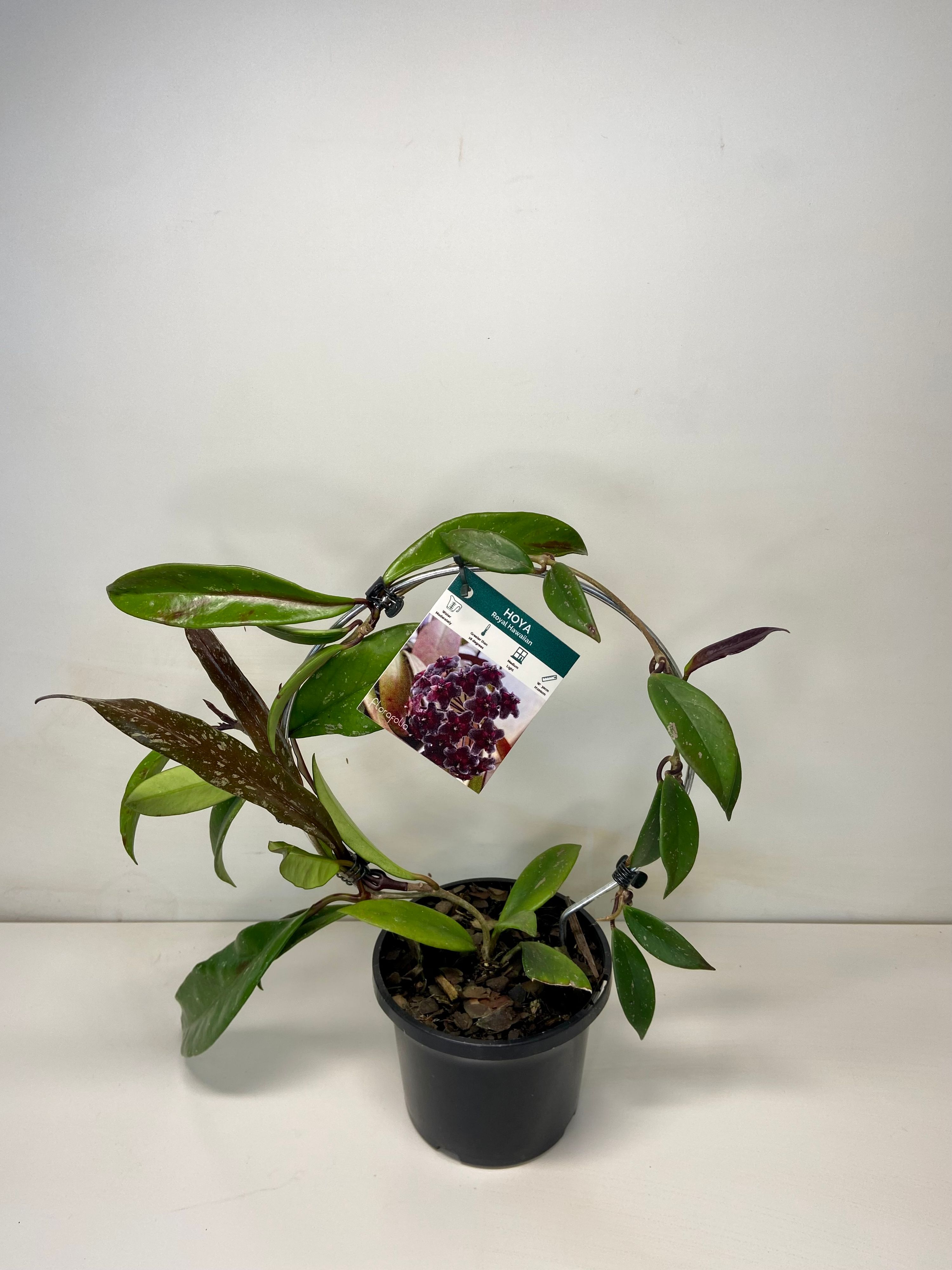 Hoya Royal Hawaiian Purple Frame, photo 5