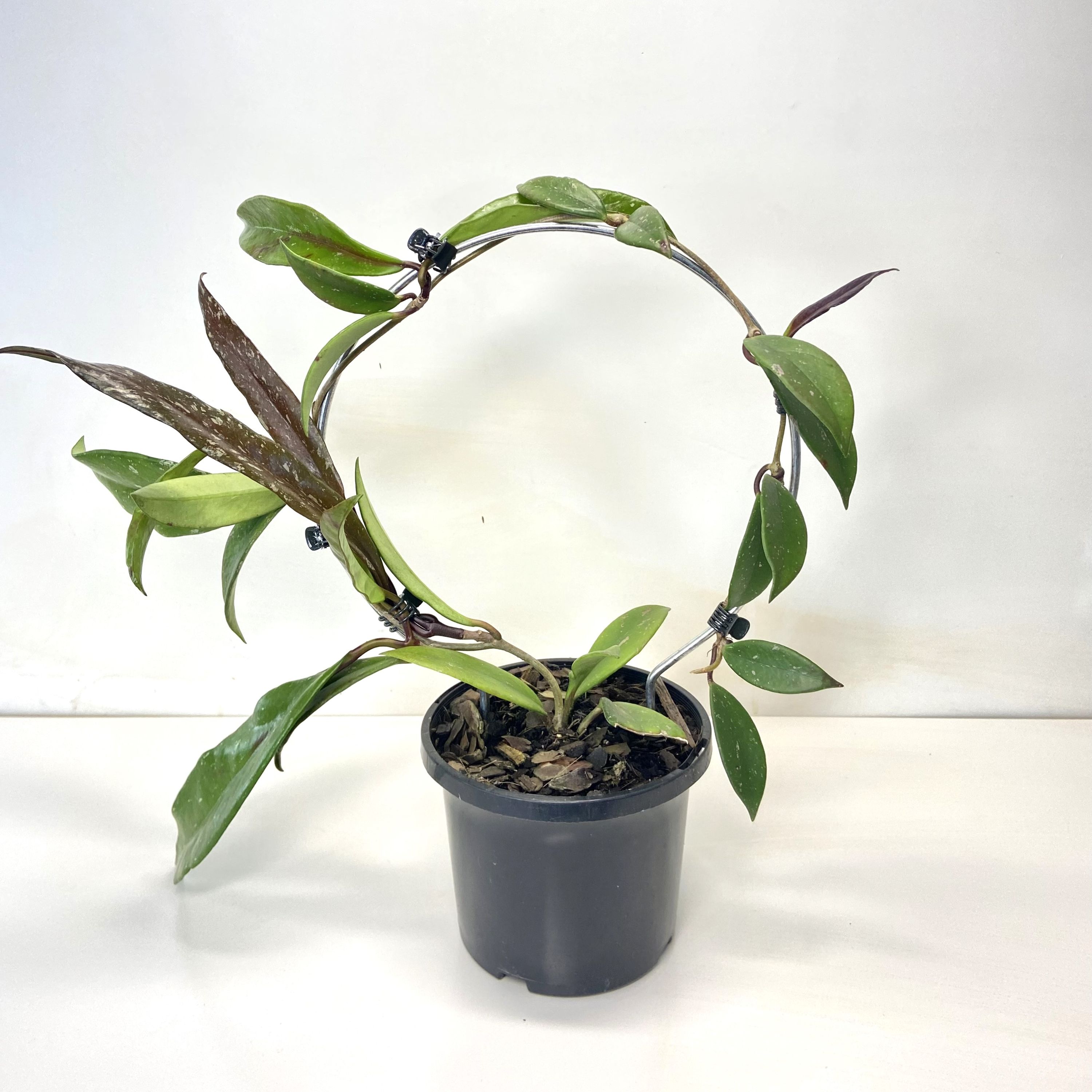 Hoya Royal Hawaiian Purple Frame, photo 4