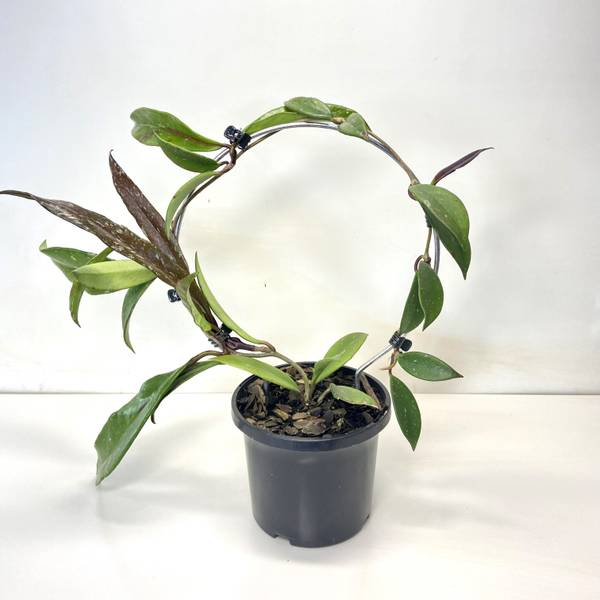 Hoya Royal Hawaiian Purple Frame, photo 4