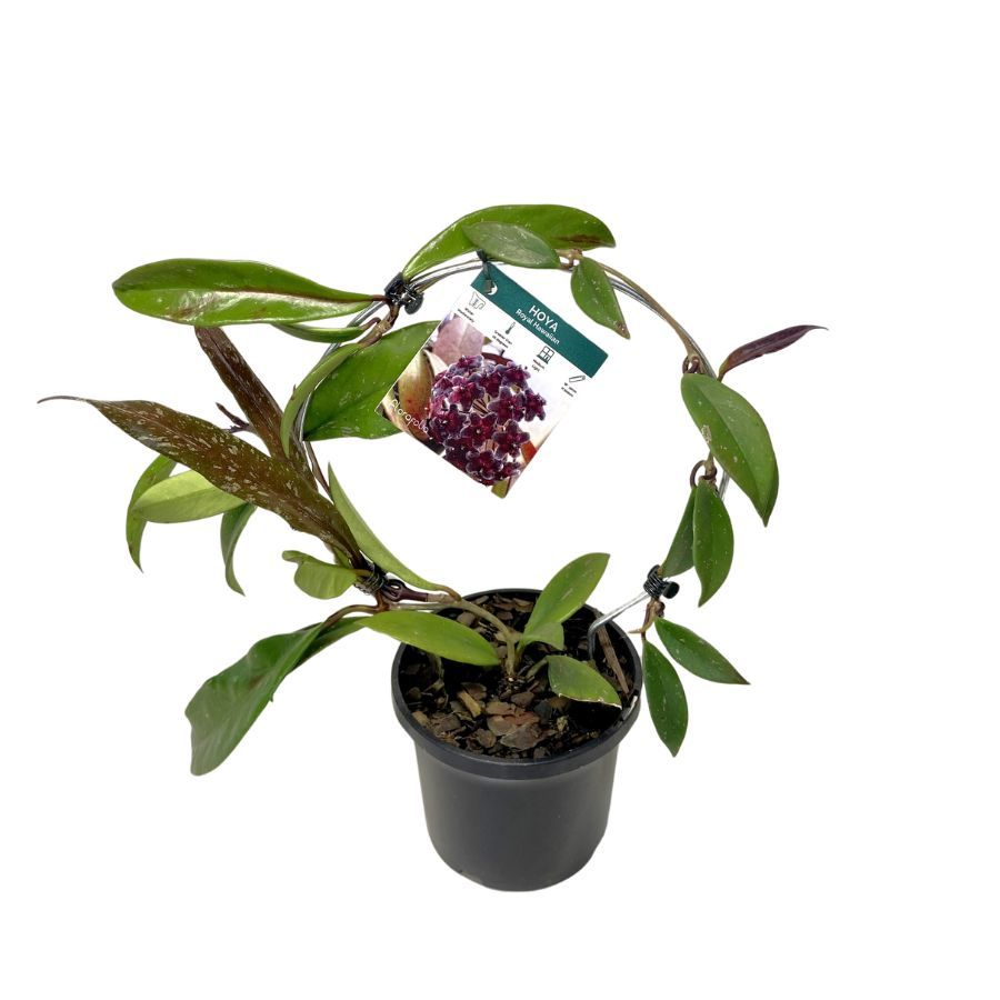 Hoya Royal Hawaiian Purple Frame, photo 3