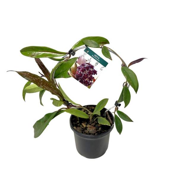 Hoya Royal Hawaiian Purple Frame, photo 3