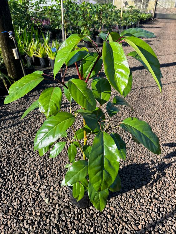Schefflera actinophylla Alpine Junior, photo 3