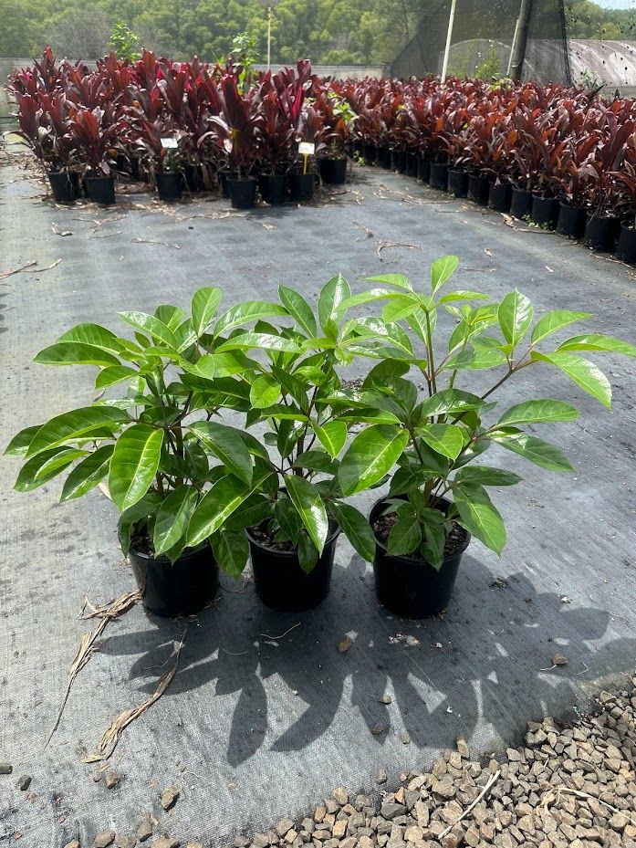 Schefflera actinophylla Alpine Junior grown at the nursery
