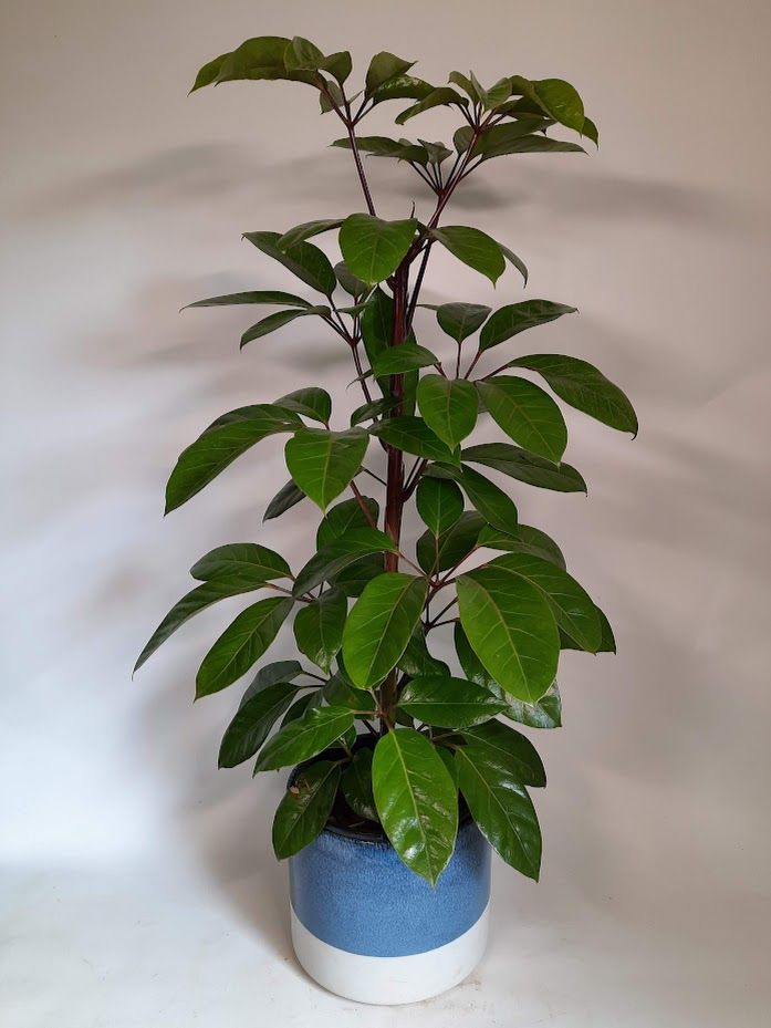 Schefflera actinophylla Alpine Junior, photo 2
