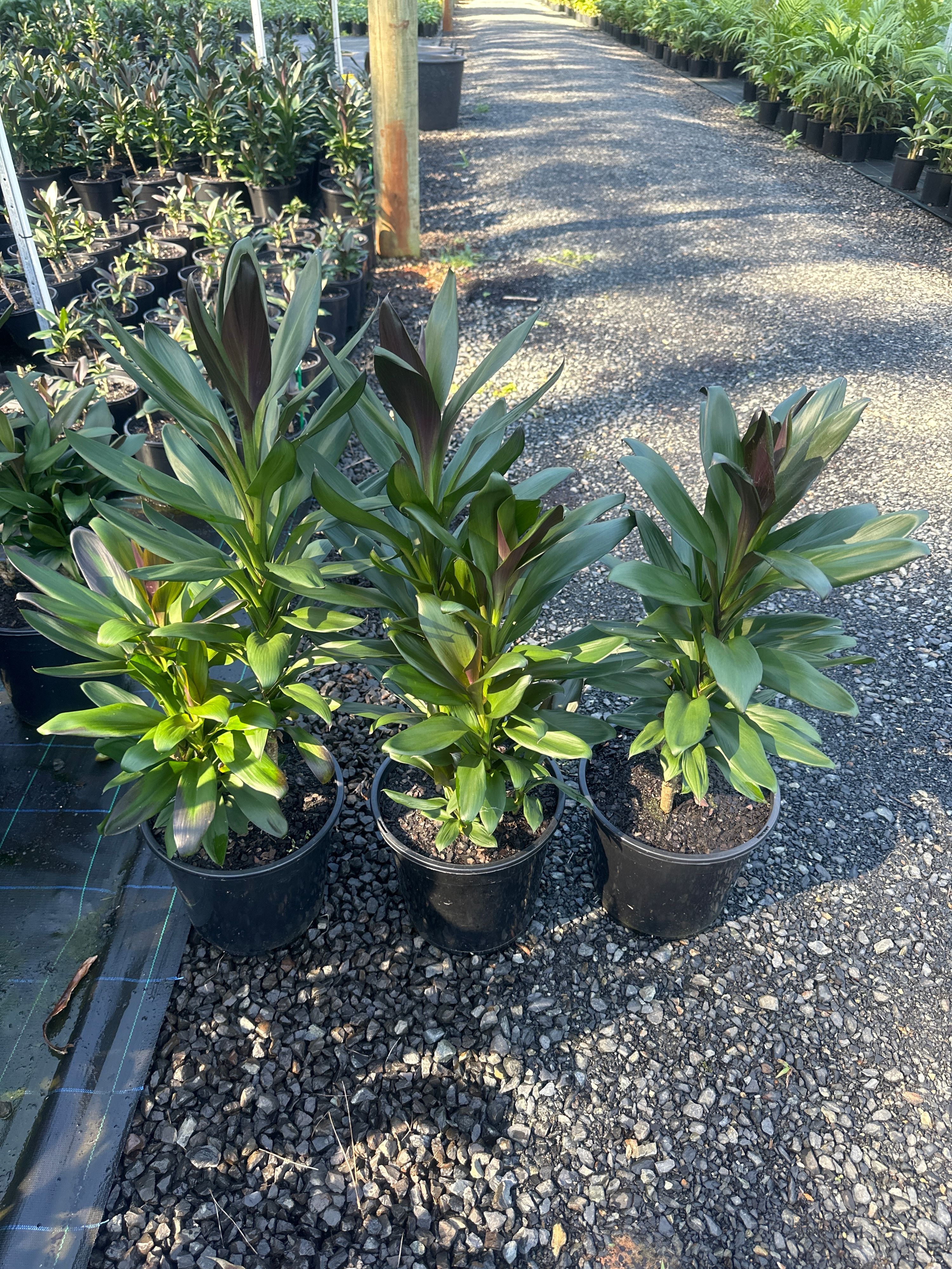 Cordyline glauca, photo 7