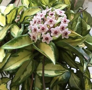 Hoya carnosa Krimson Princess, photo 7