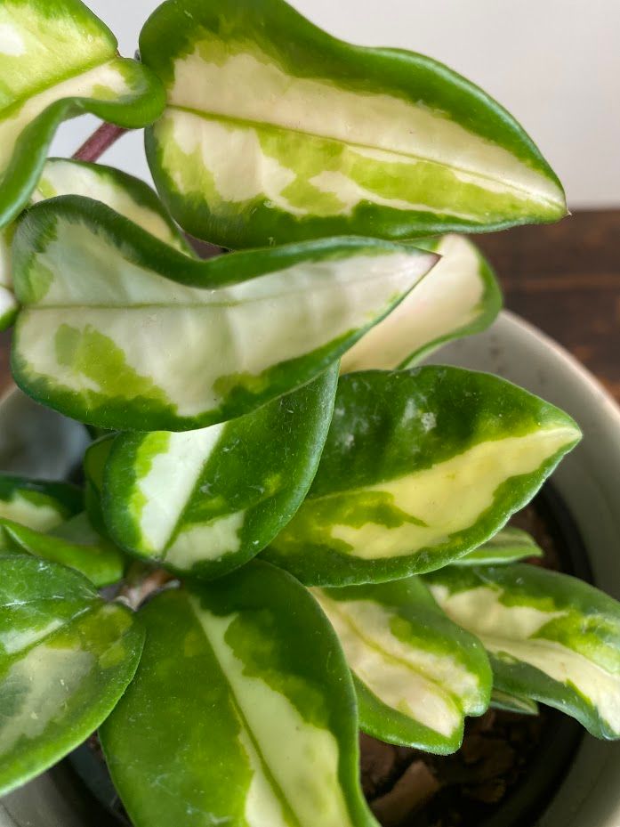 Hoya carnosa Krimson Princess, photo 8