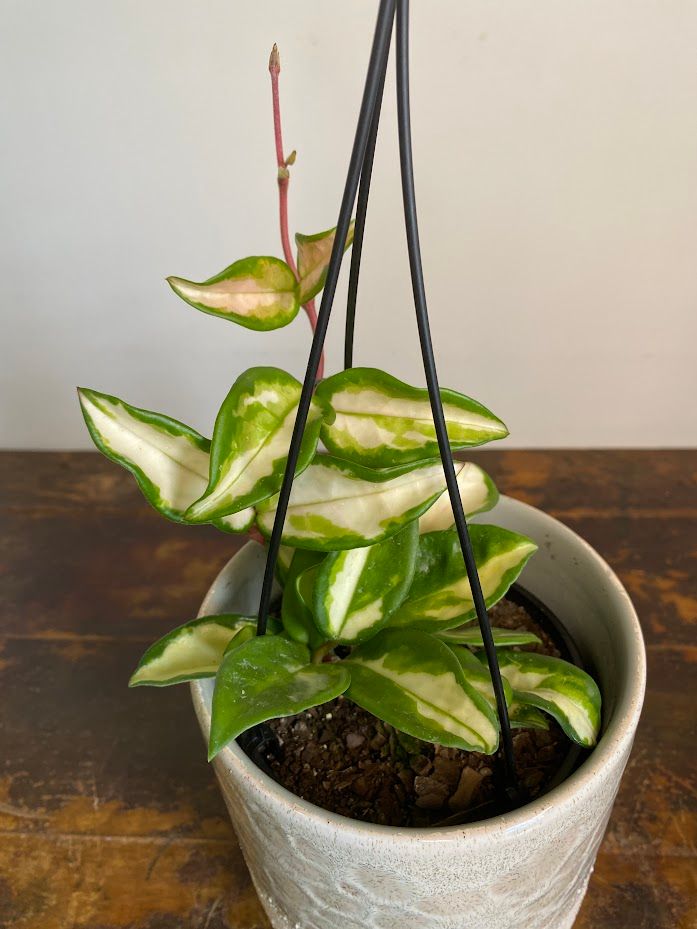 Hoya carnosa Krimson Princess, photo 3
