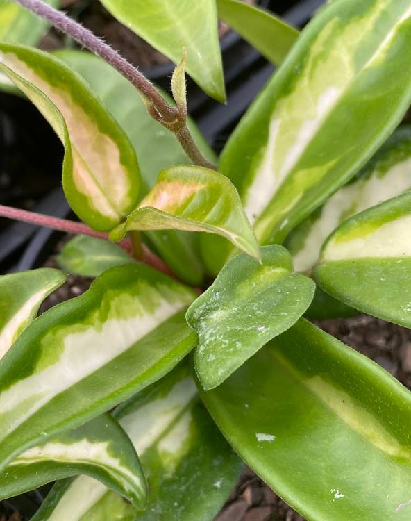 Hoya carnosa Krimson Princess, photo 4