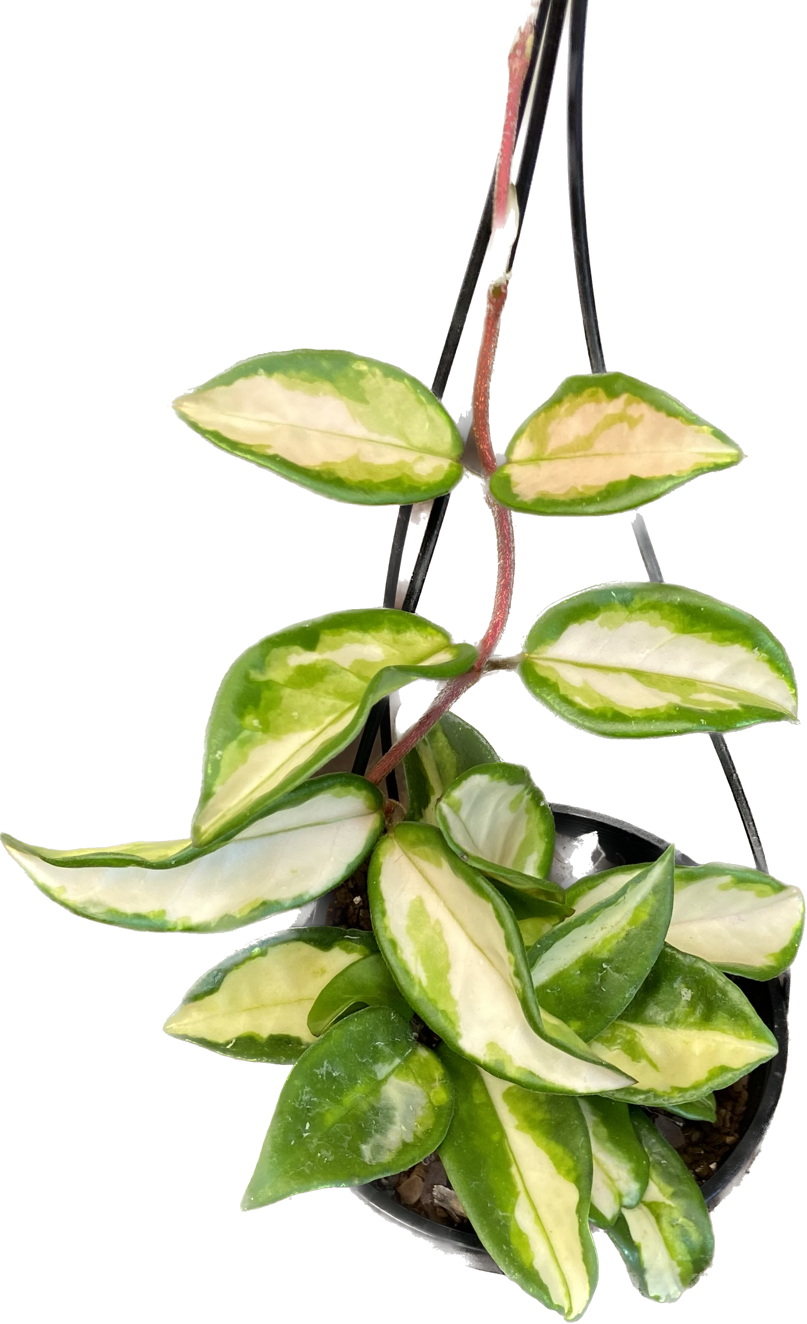 Hoya carnosa Krimson Princess, photo 2