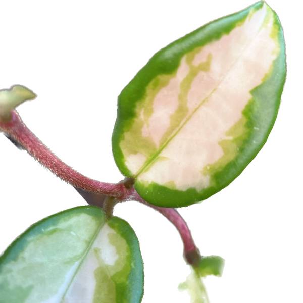 Hoya carnosa Krimson Princess, photo 5