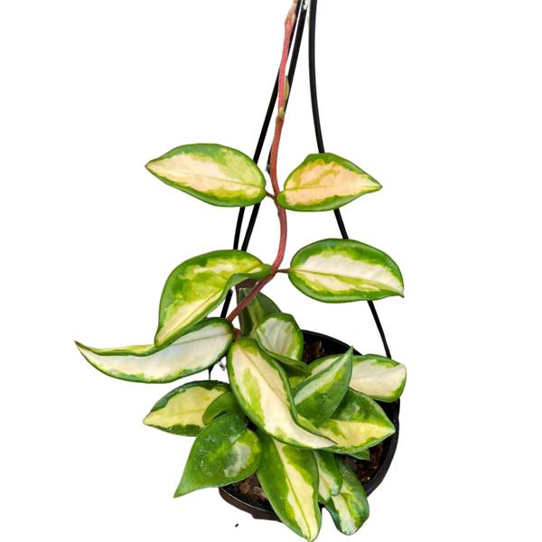 Hoya carnosa Krimson Princess, photo 6