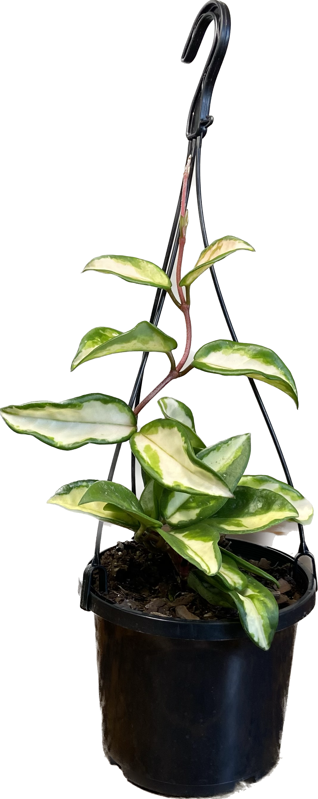 Hoya carnosa Krimson Princess, photo 4