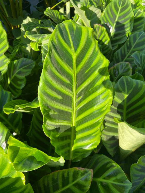 Calathea zebrina, photo 2