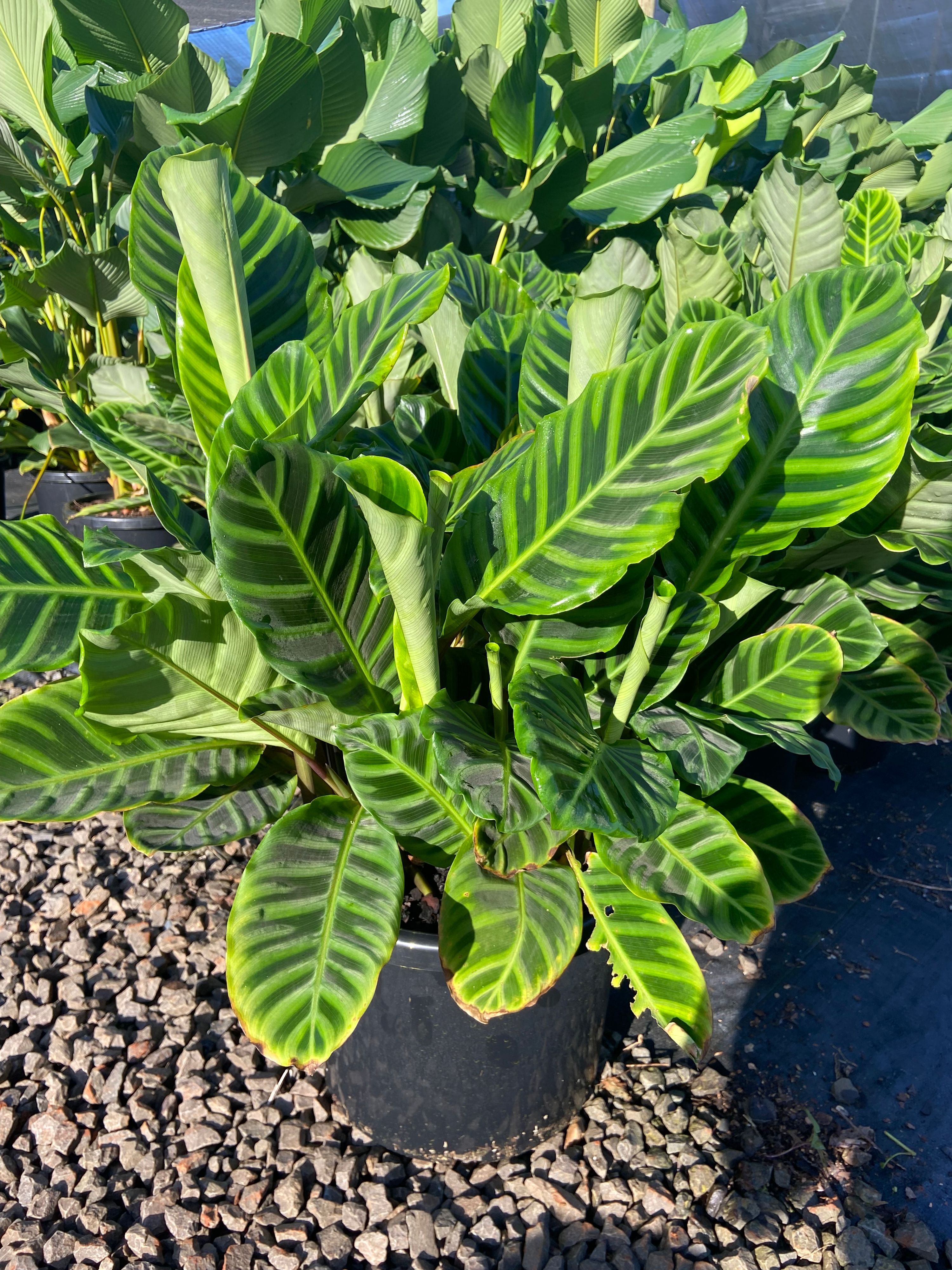 Calathea zebrina, photo 4