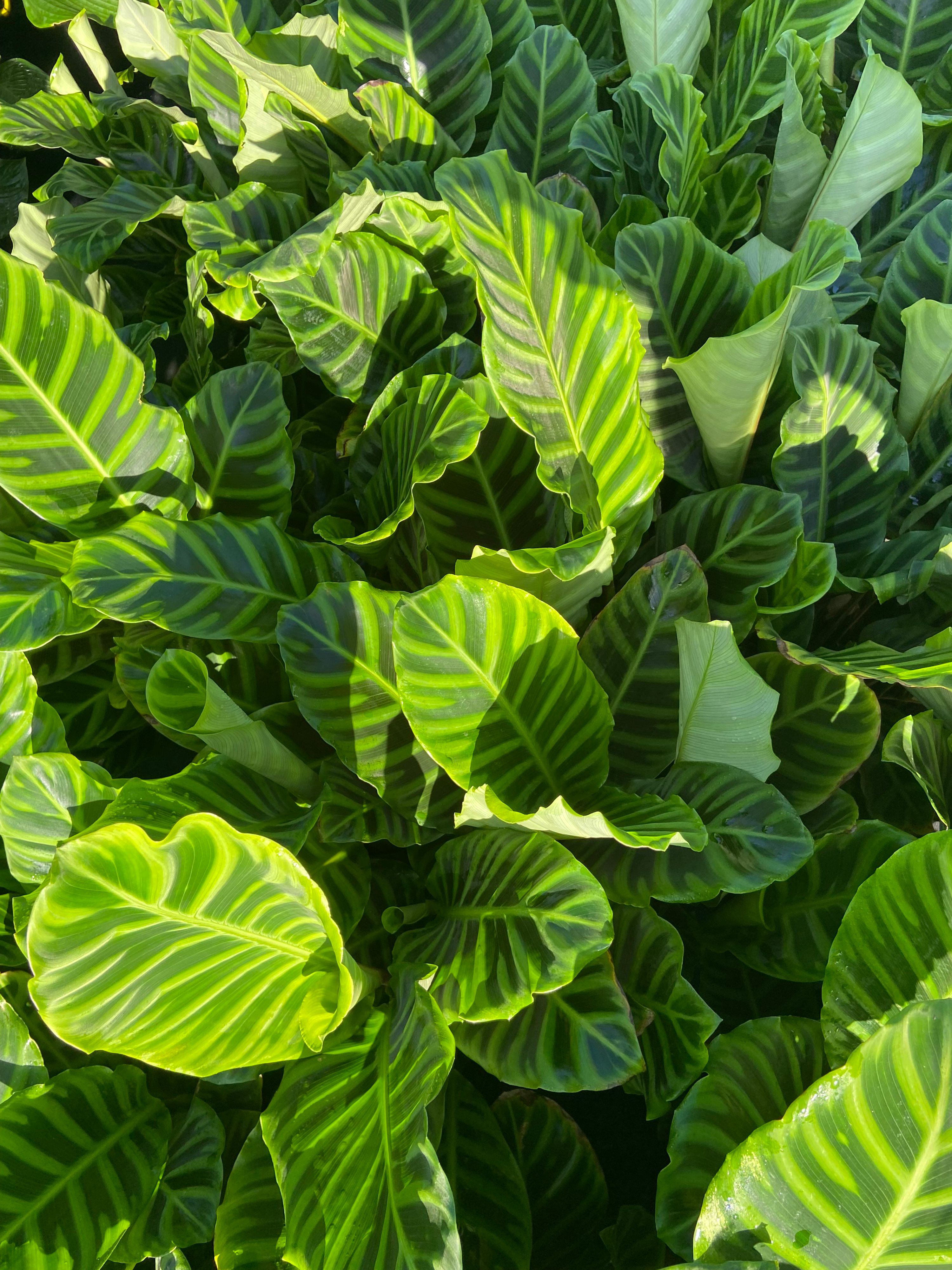 Calathea zebrina, photo 3