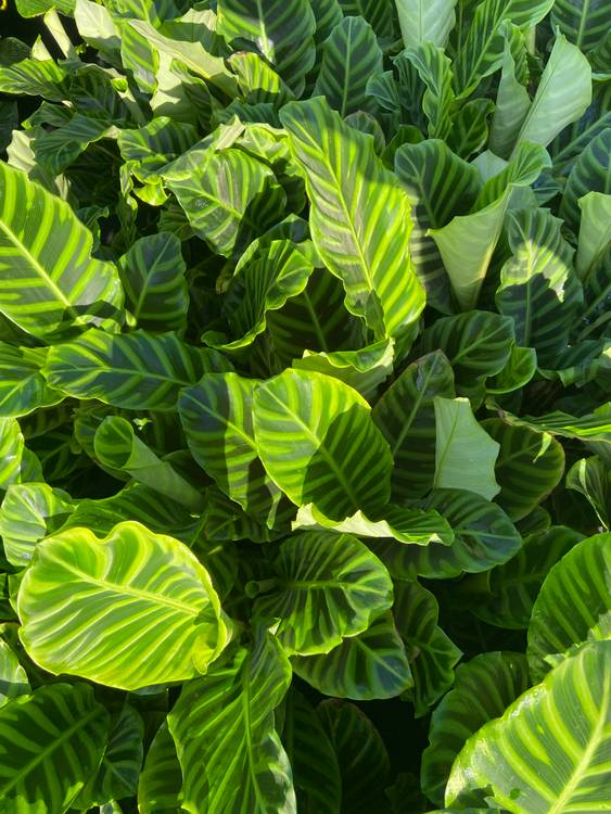Calathea zebrina, photo 3