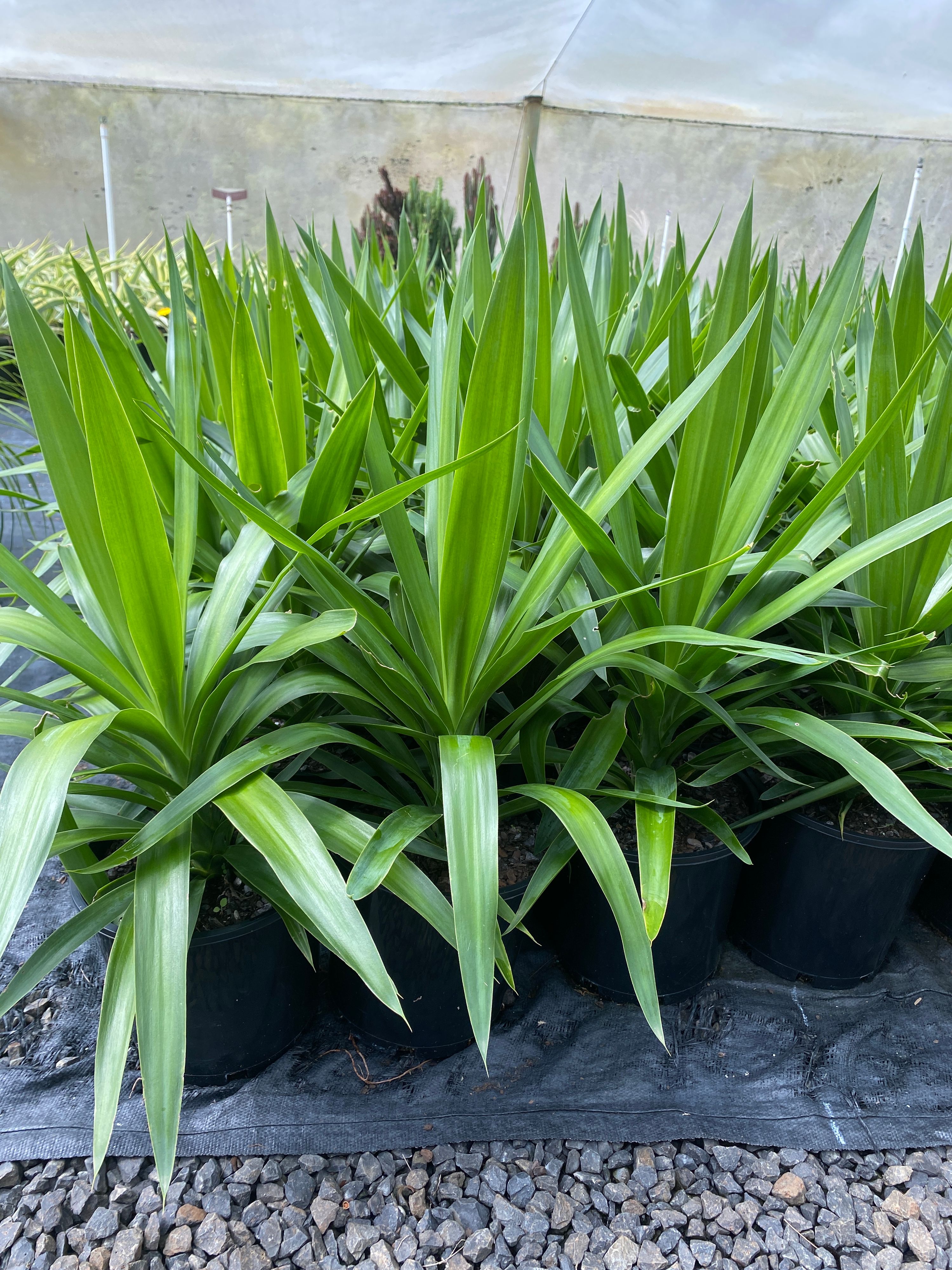 Yucca elephantipes grown at the nursery