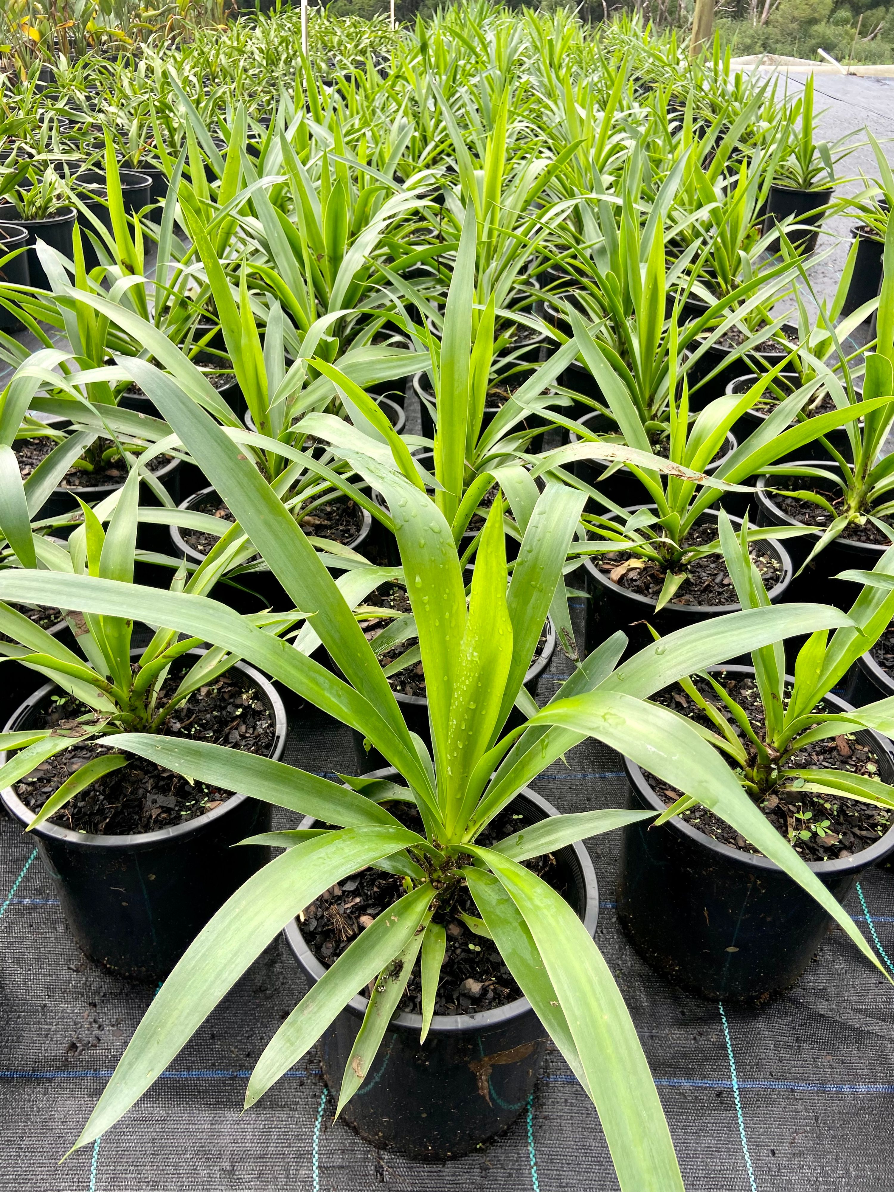 Yucca elephantipes, photo 2