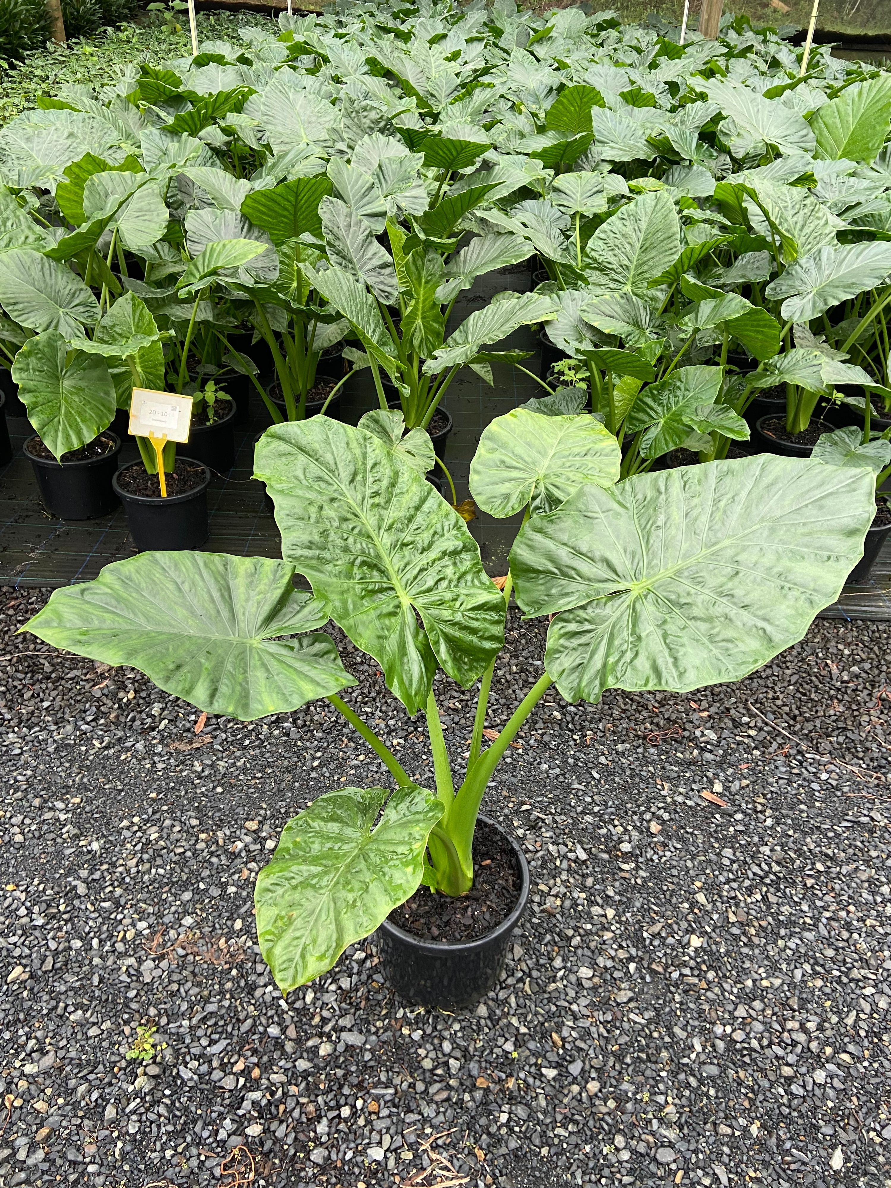 Alocasia macrorrhiza, photo 4
