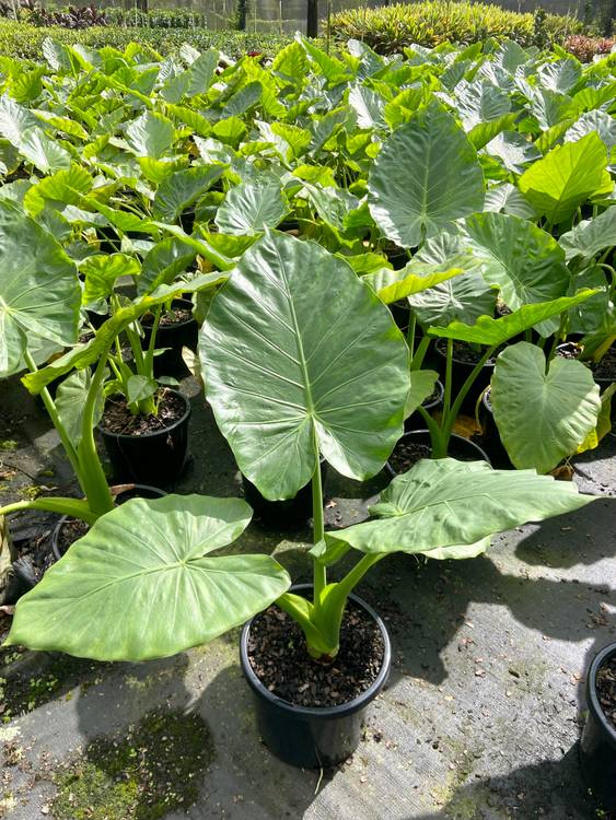Alocasia macrorrhiza, photo 5