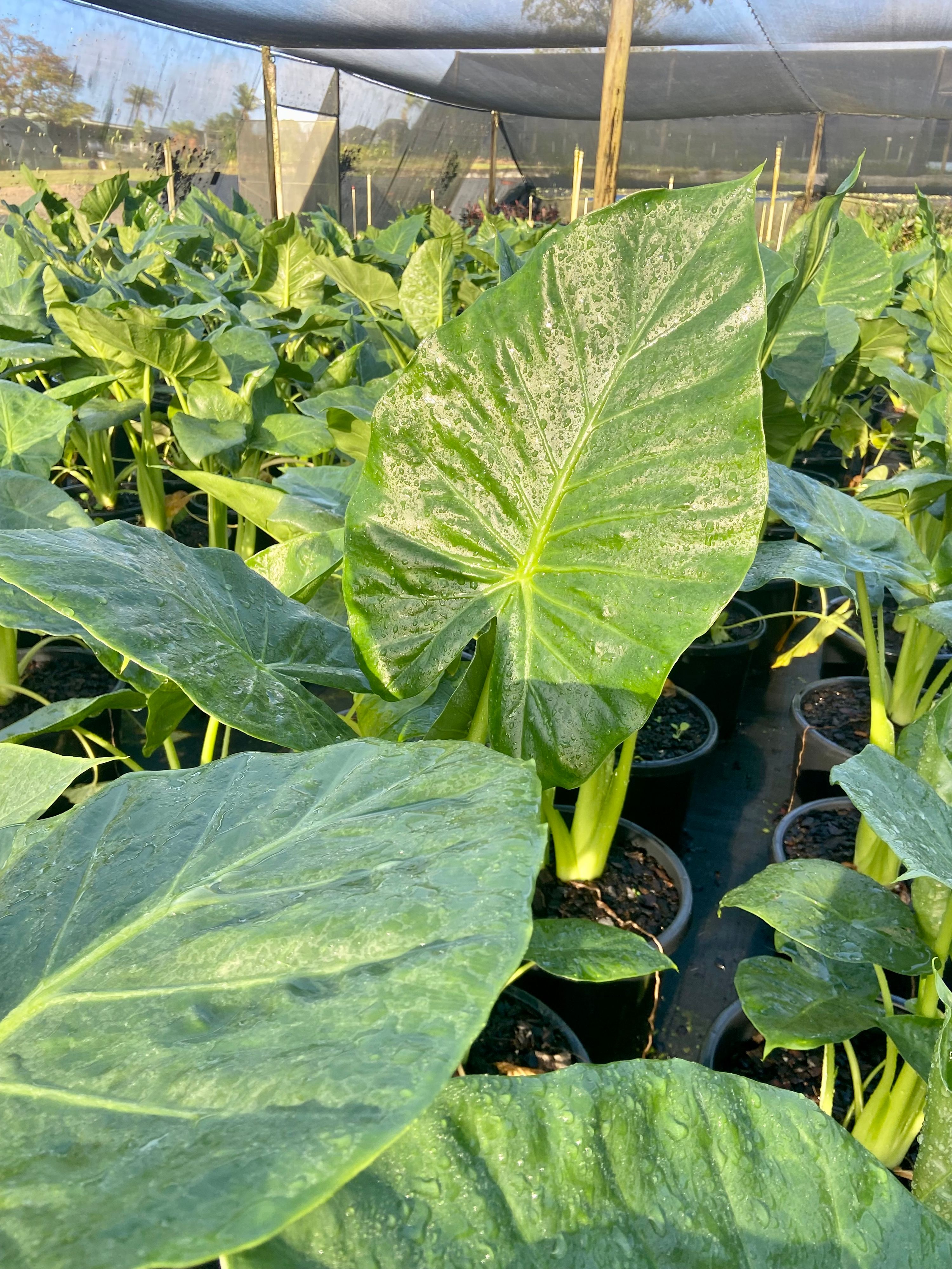 Alocasia macrorrhiza, photo 6