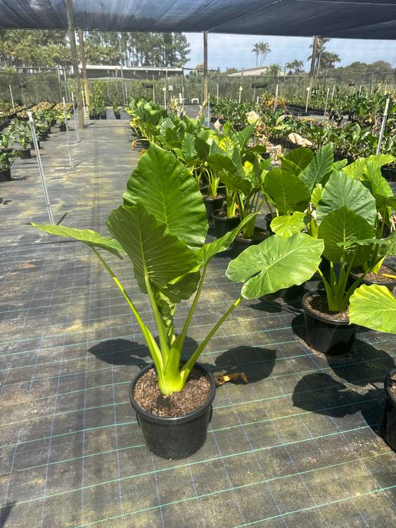 Alocasia macrorrhiza, photo 7